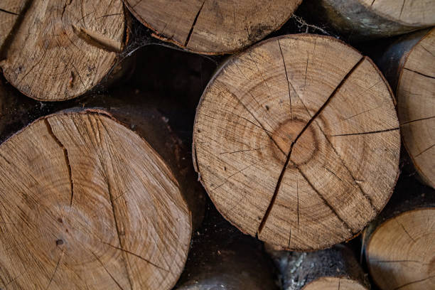 Logs prepared for firewood over the winter, energy crisis