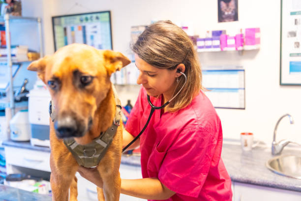 istock Veterinary clinic, veterinarian woman with stethoscope analyzing a dog at routine checkup 1438928401
