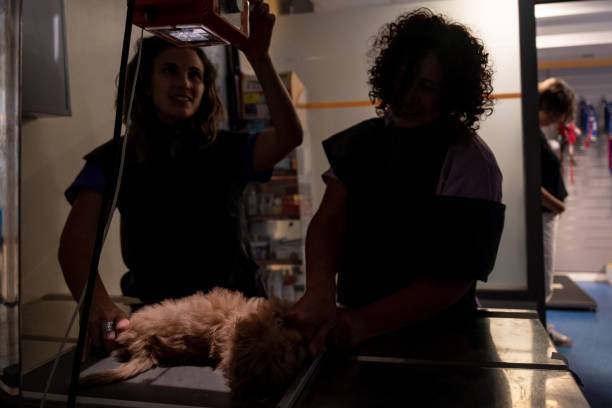 istock Veterinary clinic, veterinarians performing x-rays on a dog at the work table with the light off 1438930266
