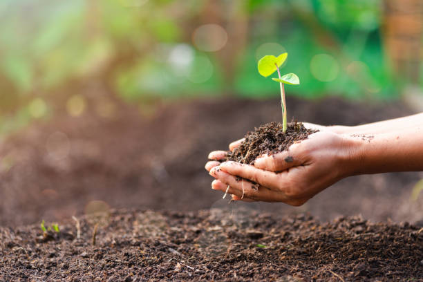 mano della donna con un albero sta piantando, concetto di conservazione ambientale proteggere e preservare le risorse piantare alberi per ridurre il riscaldamento globale utilizzare la conservazione delle energie rinnovabili delle foreste naturali. - renewable energy photography color image horizontal foto e immagini stock