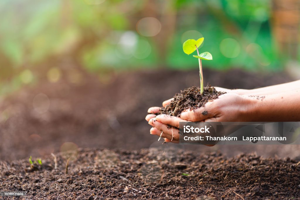 woman's hand with a tree She is planting, environmental conservation concept Protect and preserve resources plant trees to reduce global warming use renewable energy conservation of natural forests. Sustainable Resources Stock Photo