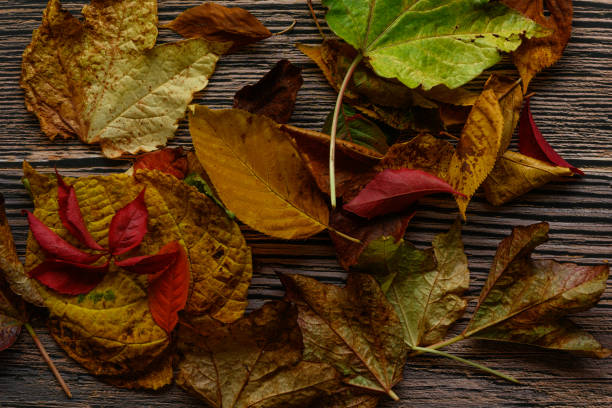 Various colorful leaves spread out on a beautiful brown wood background. Perfect for autumn content