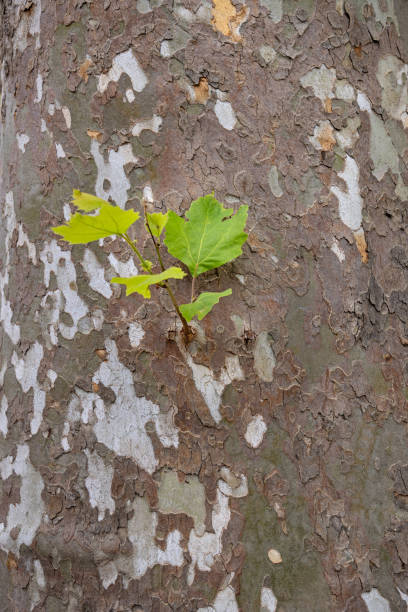 istock Leaf on the trunk of a sycamore tree 1438935061