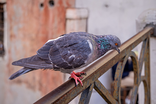 One of the few remaining pigeons sitting on a hand railing on a bridge in the center of the old and famous Italian city Venice