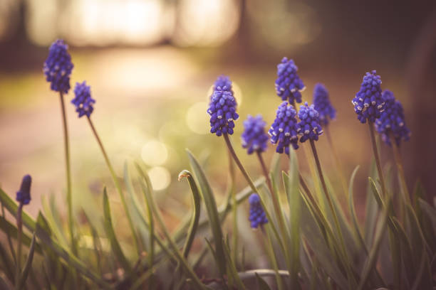 blue flower muscari in spring