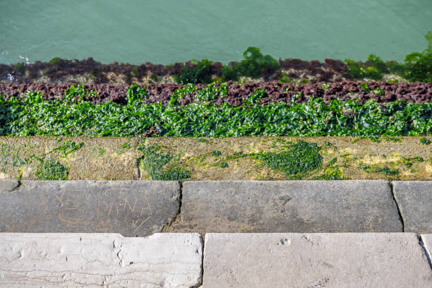 Steps covered with slippery seaweed at the side of a canal at low tide in the center of the old and famous Italian city Venice