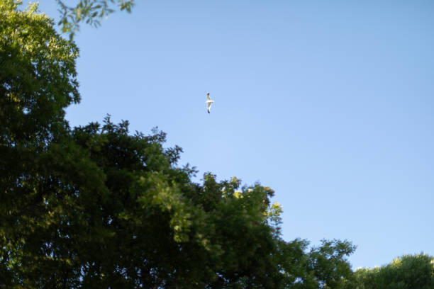 Seagull flies over forest. Bird in flight over park. Garden in summer. Blue sky and green trees.