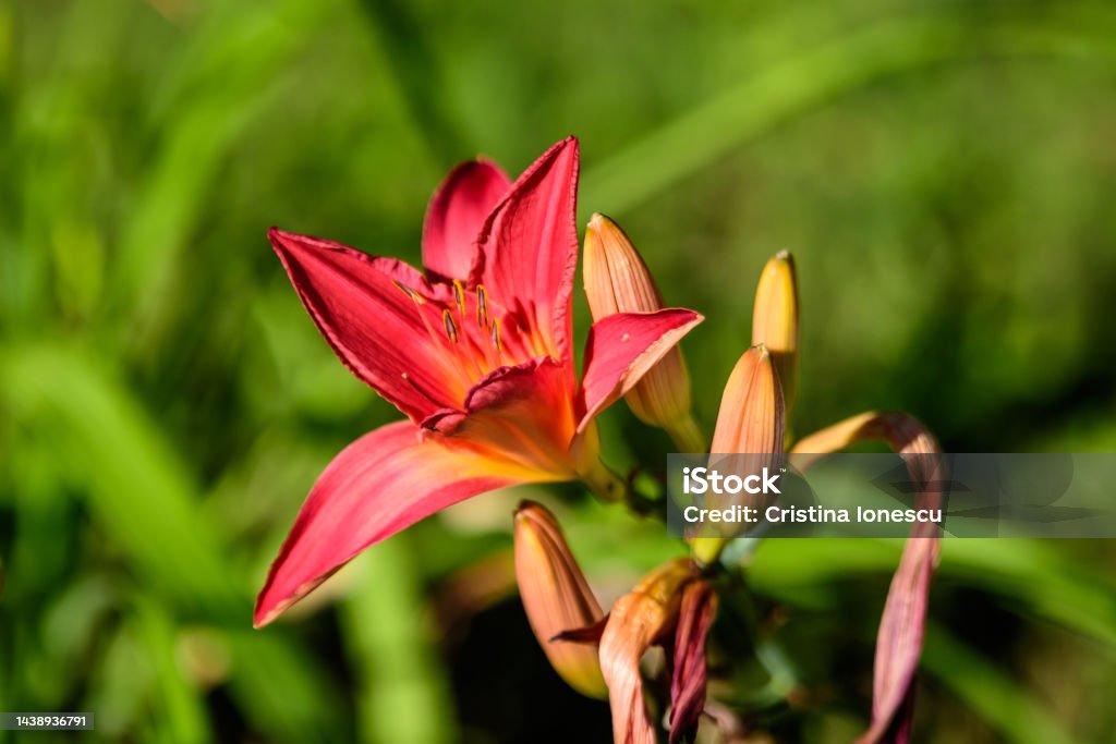 Vivid dark red Hemerocallis Siloam Paul Watts plant, know as daylily, Lilium or Lily plant in a British cottage style garden in a sunny summer day, beautiful background photographed with soft focus Aquatic Organism Stock Photo