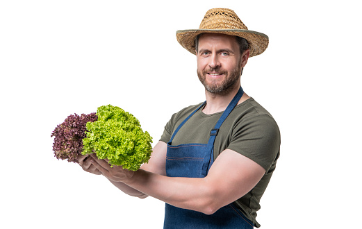 rural worker in apron and hat with lettuce vegetable isolated on white.