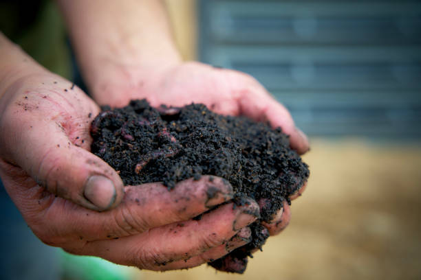 Two hands holding peat free soil Close up of handful of black fermented substrate Peat stock pictures, royalty-free photos & images