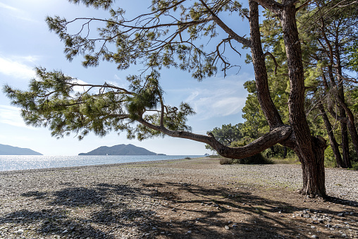 Pine tree branch and shadow on the beach extending towards the sea in Fethiye, Turkey.