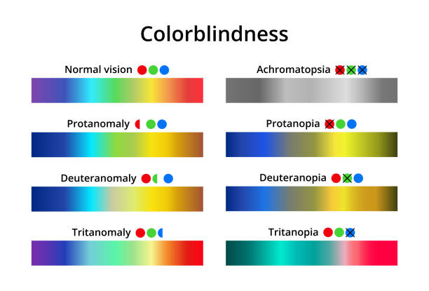 Vector illustration of color blindness or colorblindness. Normal vision, achromatopsia, protanomaly, protanopia, tritanomaly, tritanopia, deuteranomaly, deuteranopia. Color vision deficiency spectrum. Vector illustration of color blindness or colorblindness. Normal vision, achromatopsia, protanomaly, protanopia, tritanomaly, tritanopia, deuteranomaly, deuteranopia. Color vision deficiency spectrum. individual spectra are isolated on a white background. colorblind stock illustrations