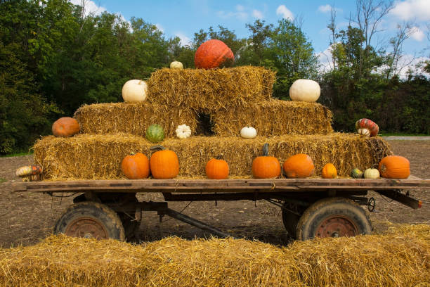 istock Display at Italian Pumpkin Farm 1438942194