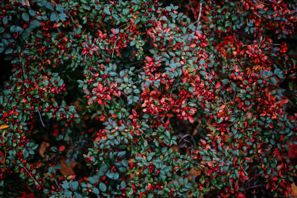 Autumn fall berries background. Cotoneaster horizontalis, rockspray cotoneaster plant with ripe red berries. Fruits of the dwarf medlar, cotoneaster horizontalis Autumn fall berries background. Cotoneaster horizontalis, rockspray cotoneaster plant with ripe red berries. Fruits of the dwarf medlar, cotoneaster horizontalis. cotoneaster horizontalis stock pictures, royalty-free photos & images