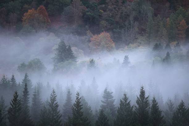 boschi nebbiosi, birnam, autunno - inversion layer foto e immagini stock