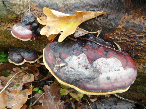 Fomitopsis pinicola (Swartz ex Fr.) Karsten. Fichtenporling Unguline marginee. Fruit body perennial; no stem. Up to 38cm across, 20cm wide, 15cm thick, convex to hoof-shaped, with a thickened, rounded margin; upper surface with a sticky reddish-brown resinous crust, then grayish to brown or black; hard, woody, smooth or glossy-looking. Tubes up to 6mm deep per season; cream to buff. Pores 5-6 per mm, circular; surface cream-colored. Flesh up to 12cm thick, corky, hard, woody; cream to buff, sometimes zoned. Spores cylindrical ellipsoid, smooth, 6-9 x 3.5-4.5µ. Deposit whitish. Hyphal structure trimitic; clamps present. Habitat on dead conifer stumps and logs and occasionally on living trees. Found throughout Europe and most of North America except the South from Texas eastward. Season all year. Not edible. Comment The most commonly collected polypore in North America. The cap colors are rather variable (source R. Phillips).\n\nThis beautiful Species is mostly growing on Coniferous Wood and is quite common in the Eastern Parts of the Netherlands (the Pleistocene).