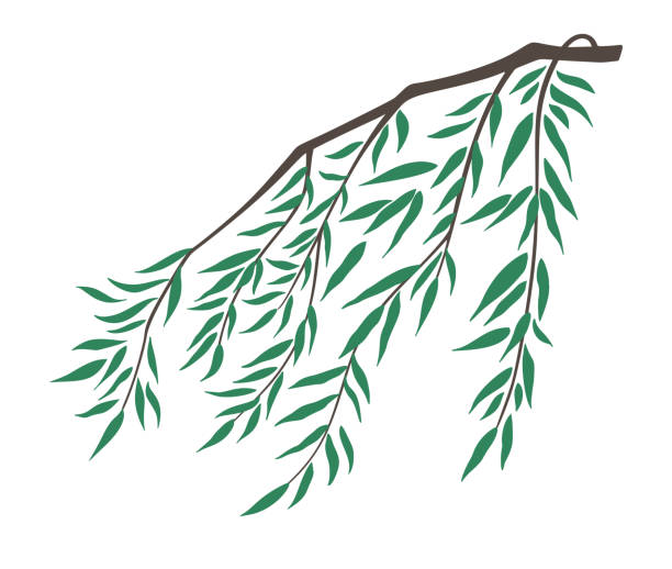 ilustraciones, imágenes clip art, dibujos animados e iconos de stock de rama de sauce llorón y hojas de ilustración vectorial aislada sobre fondo blanco. - willow leaf weeping willow willow tree tree
