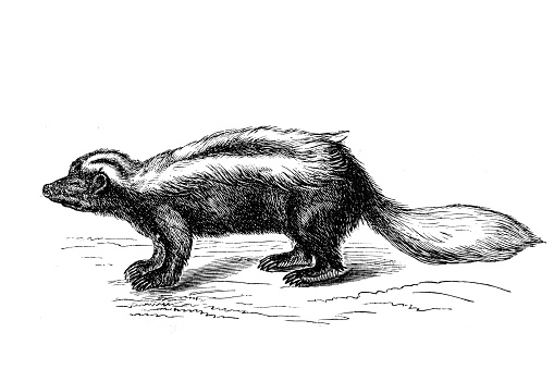 Striped hog-nosed skunk (Conepatus semistriatus)