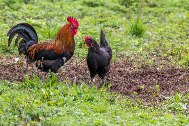 istock Rooster and hen in the field 1438944323