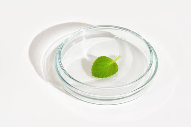 istock Petri dish with green herb leaf 1438945049