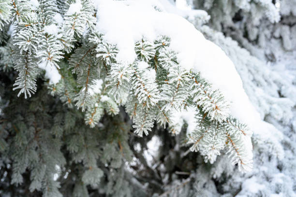 istock Snow-covered pine tree branch at sunset with ice fog. 1438945538