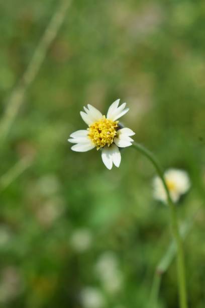 istock yellow and white flowers on a green grass field 1438945941