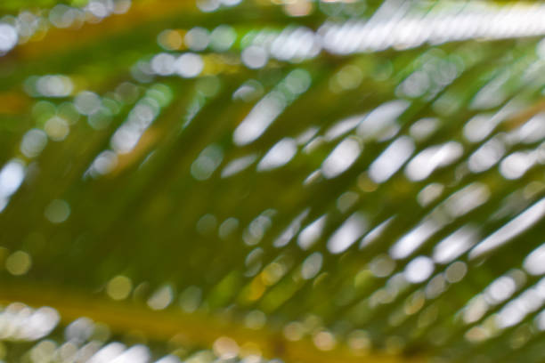 istock Defocused bokeh background of green leaves 1438946308