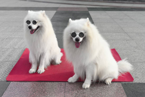 Two samoyed dogs in sunglasses sitting in Vietnam stock photo