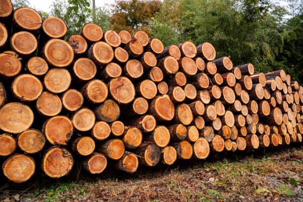 istock Accumulation of larch in the forest. 1438947197