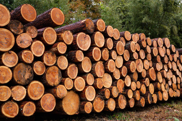 istock Accumulation of larch in the forest. 1438947215