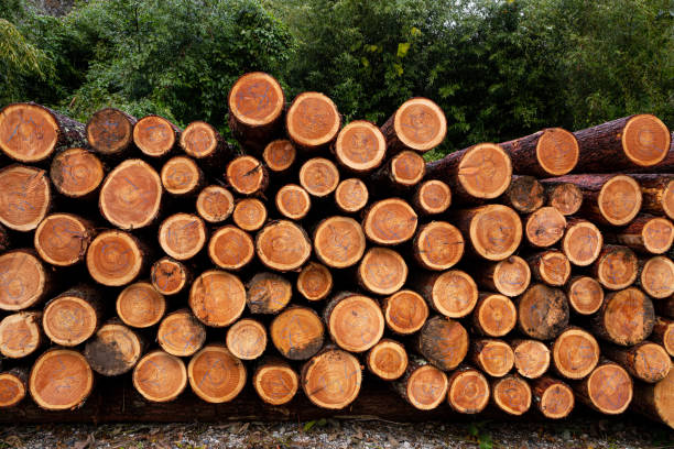 acumulación de alerce en el bosque. - lumber industry lumberyard stack wood fotografías e imágenes de stock