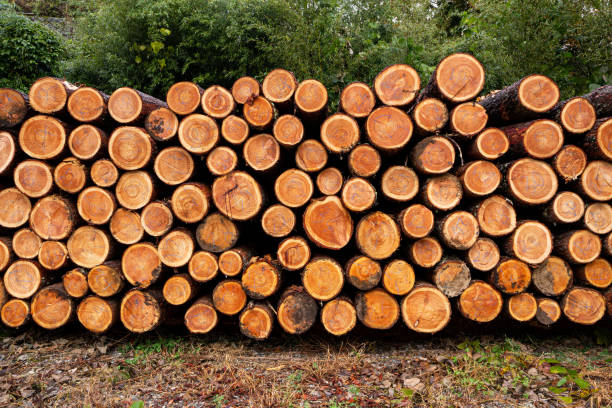 istock Accumulation of larch in the forest. 1438947230