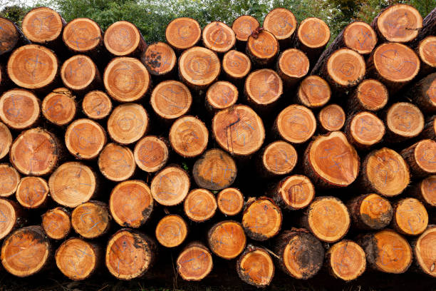 istock Accumulation of larch in the forest. 1438947238