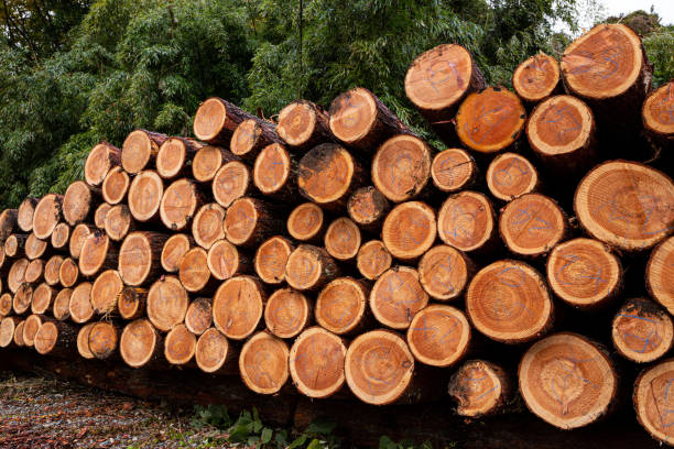 istock Accumulation of larch in the forest. 1438947247