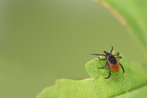 Close up picture of a small tick crawling on a green leaf.