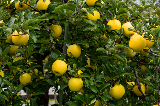 Japanese apples colored yellow are delicious.