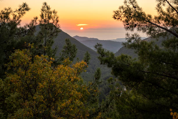 istock Tree area and nature at sunset time 1438948716