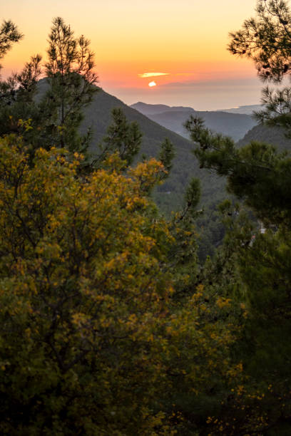 istock Tree area and nature at sunset time 1438948835