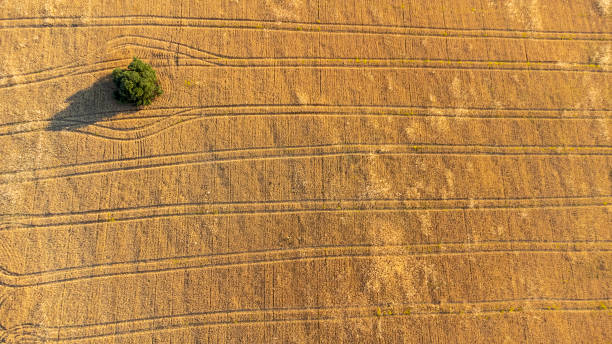 istock aerial views of cereals 1438952263