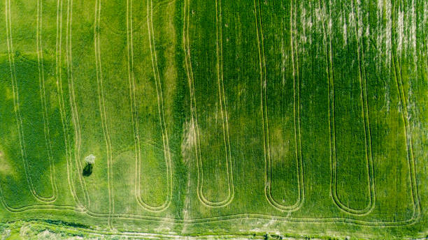 istock aerial views of cereals 1438952483