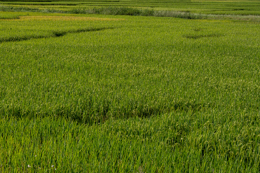 Immature green rice in the field