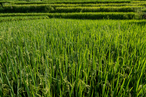 Immature rice in the field