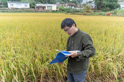 A male technician checked the rice ripening process with a document