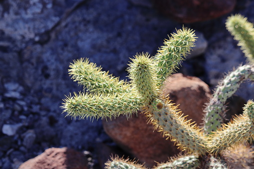 Cylindropuntia cactus close-up, near La Paz in Mexico