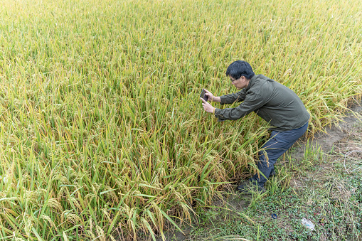 A male technician was taking photos and data in the rice field with a tablet PC
