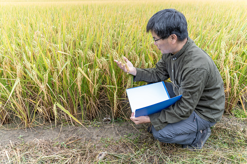 An Asian male agronomist squatted in the rice field to check the ripe rice