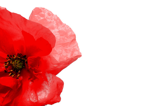 Red poppy flower isolated on white background. Ideal background for invitations, web, business cards and advertisements.