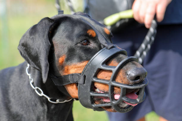 istock black dog breed Doberman with muzzle on his mouth 1438955112