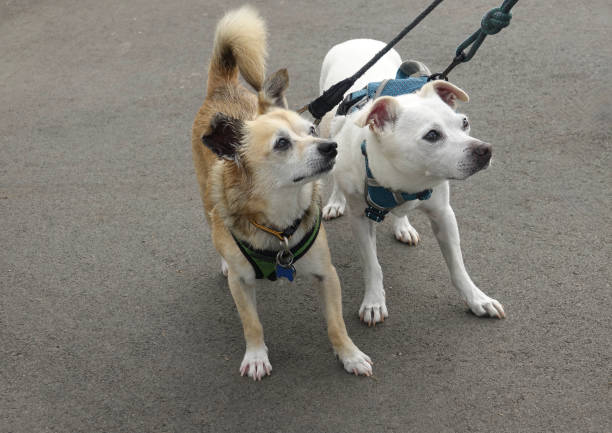 istock Two little dogs on a leash outside 1438955358