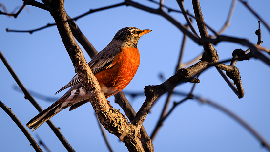 This beautiful American Robin is resting on an apple tree in early spring just right in the middle of heart land of America.